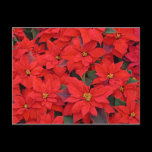 Red Poinsettias Postcard