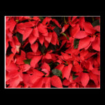 Red Poinsettias Postcard