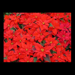 Red Poinsettias Poster Print