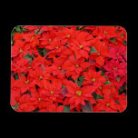 Red Poinsettias Premium Magnet