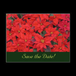 Red Poinsettias Save the Date Postcard