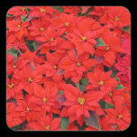 Red Poinsettias Sticker