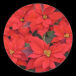 Red Poinsettias Sticker