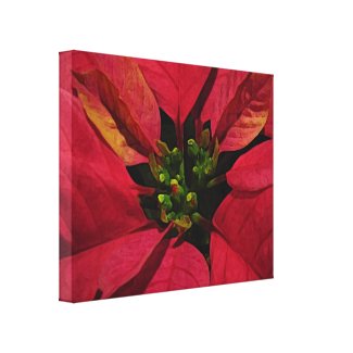 Red Pointsettia Gallery Wrap Canvas
