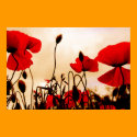 Red Poppies at Dusk Poster Print