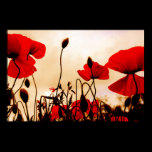 Red Poppies at Dusk Poster Print posters
