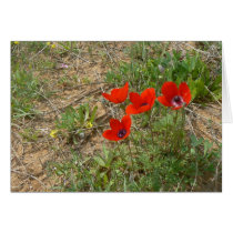 Red poppies cards by Yarijik Red poppies cards