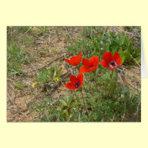 Red poppies cards