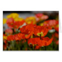 Red Poppies Card by pulsDesign Red Poppies Card