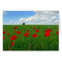 Red Poppies cards by slinky789 Red Poppies cards