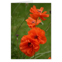 Red Poppies cards