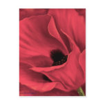 Red Poppies Flower Art Painting - Multi Postcards