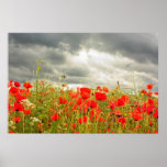 Red Poppies heaven Posters