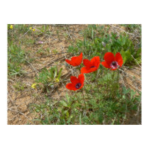 Red poppies in field posters by Yarijik Red poppies in field posters