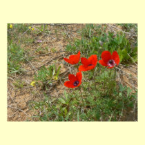Red poppies in field posters