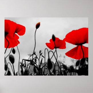 Red Poppies in the Field Poster Print print