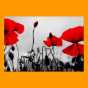 Red Poppies in the Field Poster Print