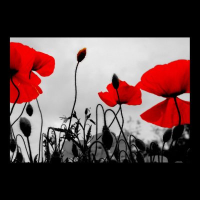 Red Poppies in the Field Poster Print by Artworks