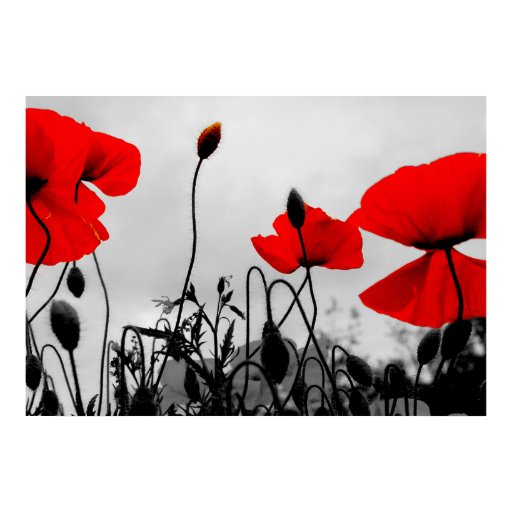 Red Poppies in the Field Poster Print | Zazzle