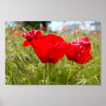RED POPPIES IN THE FIELD PRINT PRINT