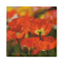 Red Poppies Magnet by pulsDesign Red Poppies Magnet