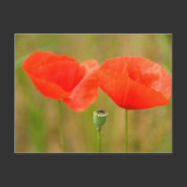 Red Poppies postcards
