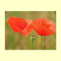 Red Poppies postcards