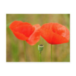 Red Poppies Post Card