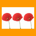 Red Poppies Poster Print