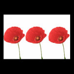 Red Poppies Poster Print posters