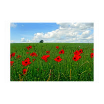Red Poppies posters by slinky789 Red Poppies posters