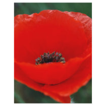 Red poppy and meaning flyer