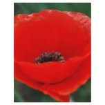 Red poppy and meaning flyers