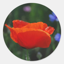 Red poppy and meaning round sticker