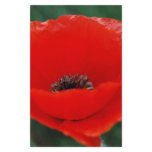 Red poppy and meaning custom stationery