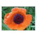 Red Poppy cards by kneimeier Red Poppy cards