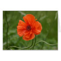 Red Poppy cards
