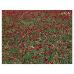 Red poppy field, Portugal flyers