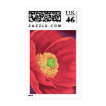 Red Poppy Flower Painting Art - Multi Stamp