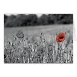 red poppy in a black and white field cards