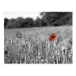 red poppy in a black and white field post card