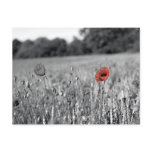 red poppy in a black and white field postcards