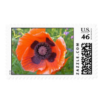 Red poppy postage stamp by actringo Red poppy postage stamp