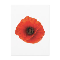 Red Poppy Post Cards