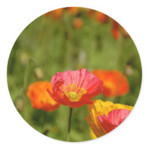 Red Poppy Sticker by pulsDesign Red Poppy Sticker