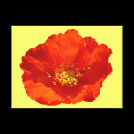 Red Poppy Stretched Canvas Print