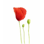 Red Poppy T-shirt