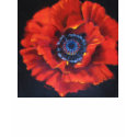 Red Poppy Tee Shirt