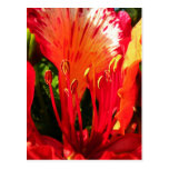 red post card