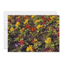 Red Primroses flowers Personalized Announcement